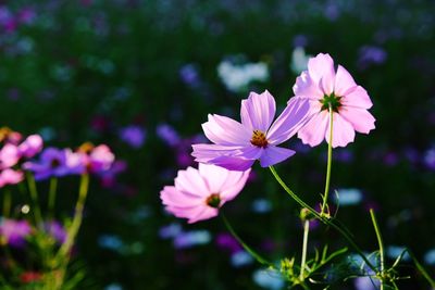 Close-up of pink flowers blooming outdoors