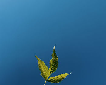 Low angle view of yellow leaves against clear blue sky