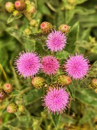 Close-up of pink flowers