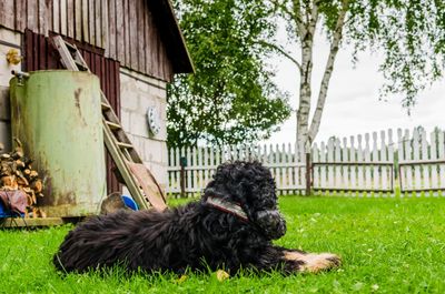 The loyal sentinel. an english cocker spaniel keeps watch in the backyard