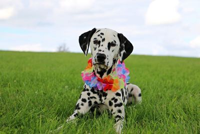 Close-up of dog sitting on grassy field