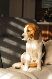 Dog resting on a sofa beagle dog sits indoors background