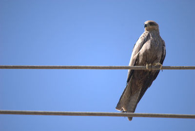 Bird perching on pole against sky