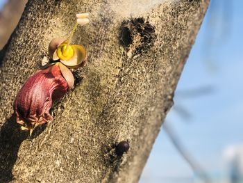 High angle view of crab on tree trunk