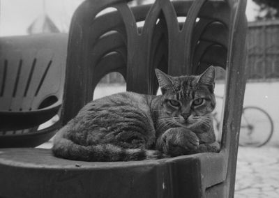 Portrait of cat sitting on table