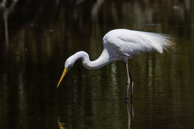 White heron in lake