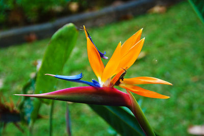Close-up of orange flower