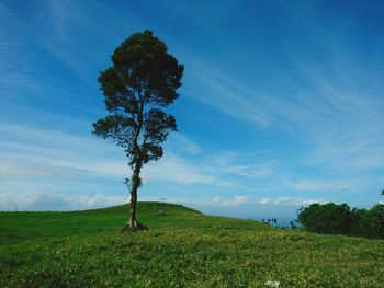 Tree on field against sky