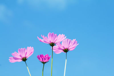 Close-up of pink flowering plants against blue sky