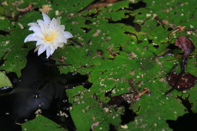 Close-up of lotus water lily in pond