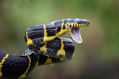 Close-up of snake