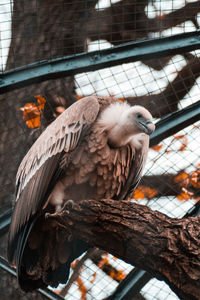 Low angle view of owl perching in cage