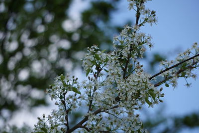 Close-up low angle view of flowers