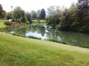 Reflection of trees in pond