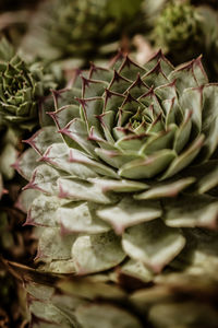 Close-up of succulent plant