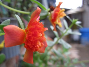 Close-up of day lily blooming outdoors