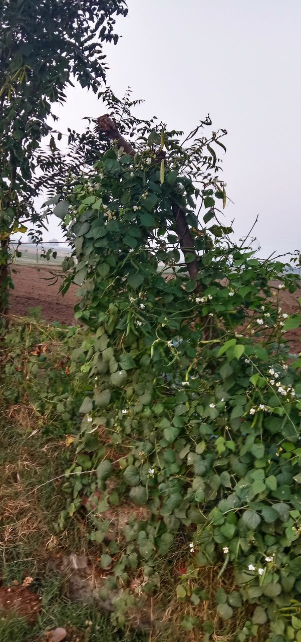 LOW ANGLE VIEW OF FRUITS ON TREE AGAINST SKY