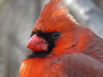 Close-up of parrot