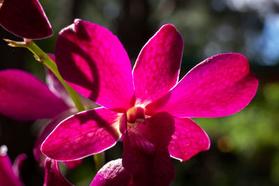 Close-up of pink flowering plant