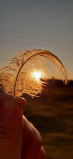 Close-up of hand holding feather against sky during sunset