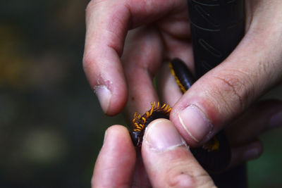 Close-up of bee on hand