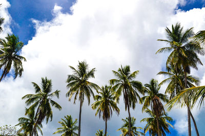 Low angle view of palm trees against cloudy sky