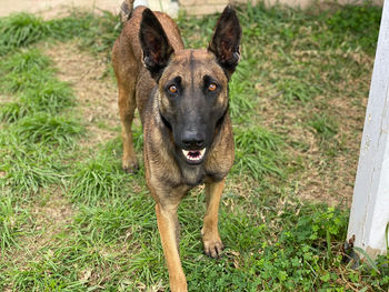 Portrait of dog on field