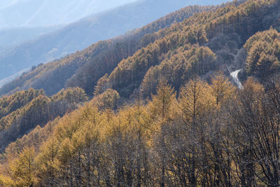 Panoramic view of trees in forest during autumn