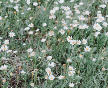 High angle view of white flowering plants on field