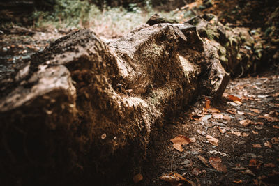 Close-up of lizard on rock