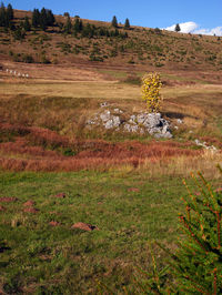 Scenic view of field against sky