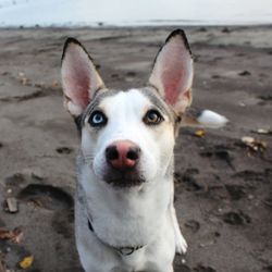 Close-up portrait of dog sticking out tongue on land