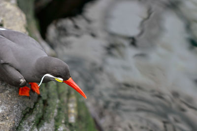 High angle view of inca tern perching on rock by lake