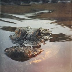 Trees in water