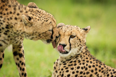 Close-up of cheetah bending to lick another