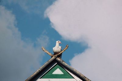 Low angle view of seagull perching on roof against sky