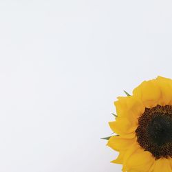 Close-up of sunflower against white background