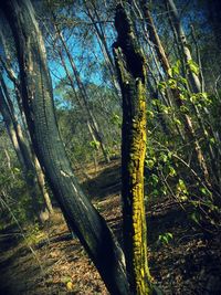 Low angle view of tree trunks in forest