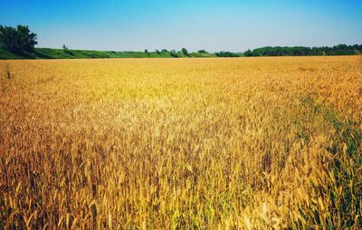 Scenic view of wheat field against clear sky