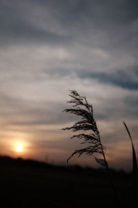 Scenic view of landscape at sunset