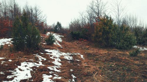 View of trees in forest during winter