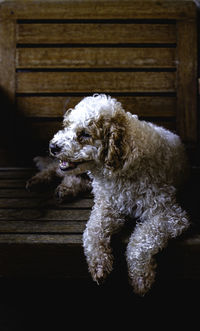 Dog looking away