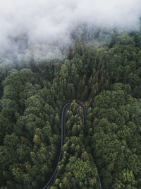 High angle view of trees in forest