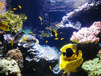 View of fish swimming in sea