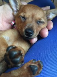 Midsection of person holding puppy