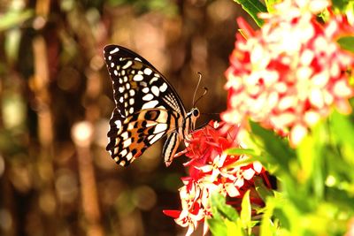 Close-up of butterfly pollinating on flower