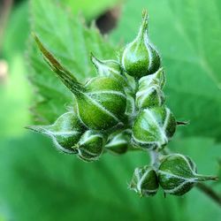 Close-up of fresh green plant