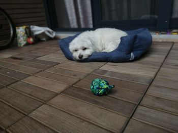 Dog lying on floor at home