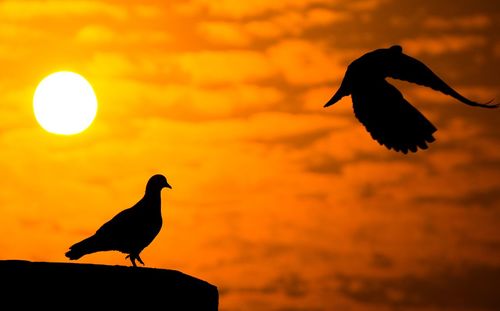 Silhouette bird perching on a orange sunset