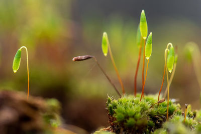 Close-up of plant growing outdoors